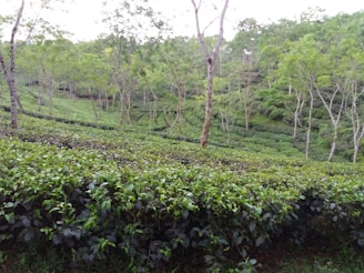 A lush, expansive tea plantation with neatly trimmed rows of tea bushes stretching across rolling hills. Tall, slender trees are interspersed throughout the landscape, adding verticality to the scene. The greenery is vibrant and dense, indicative of a thriving natural environment.