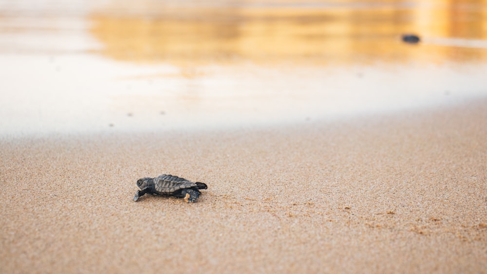 black and brown turtle on beach shore during daytime