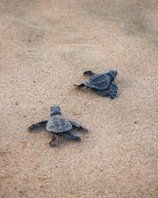 black turtle on brown sand