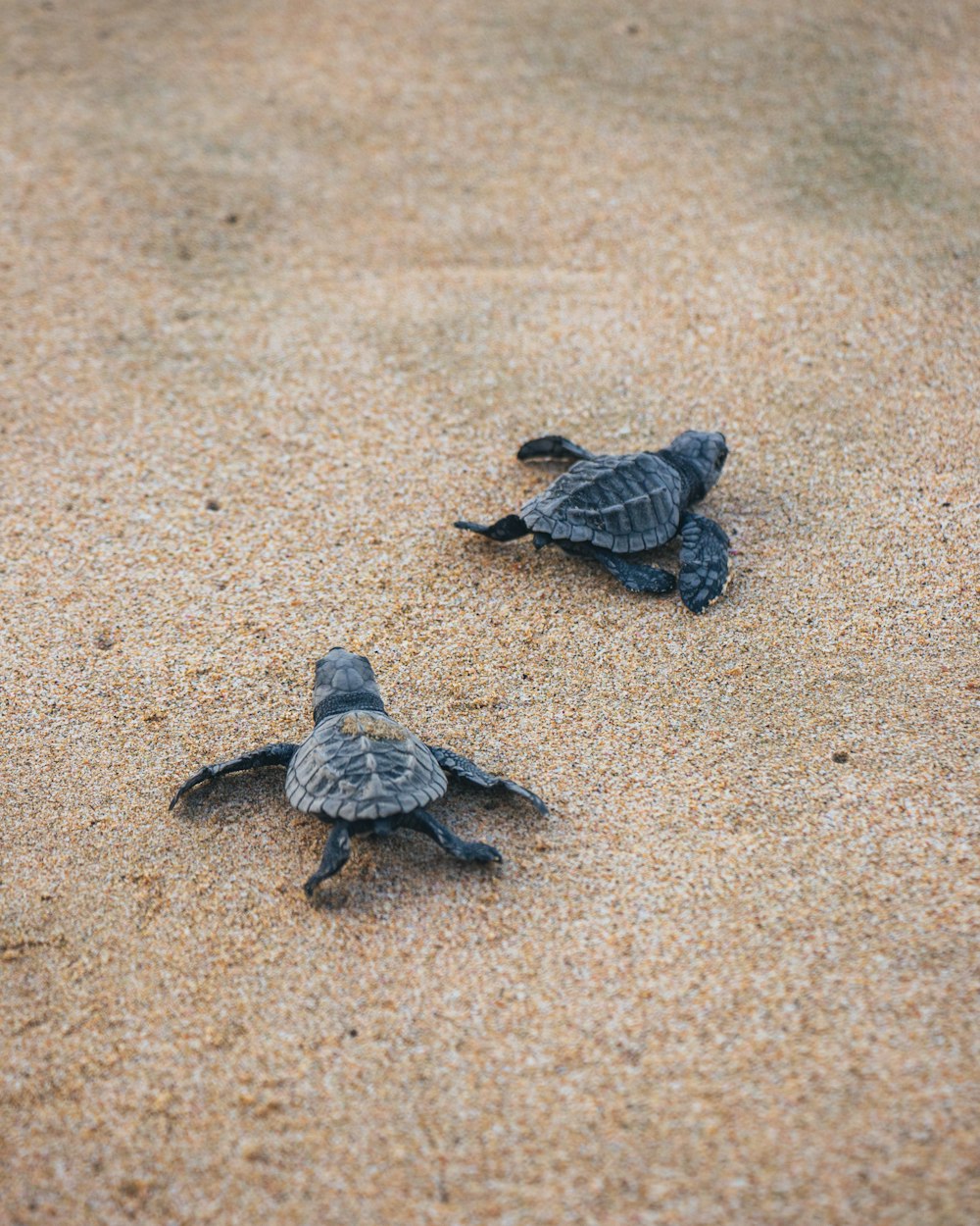 Schwarze Schildkröte auf braunem Sand