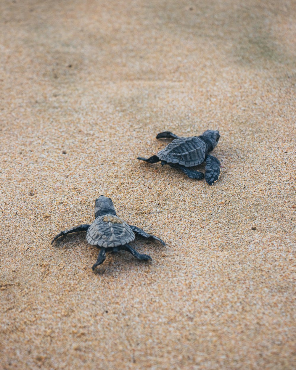 tortue noire sur sable brun