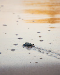 black and brown frog on white sand during daytime