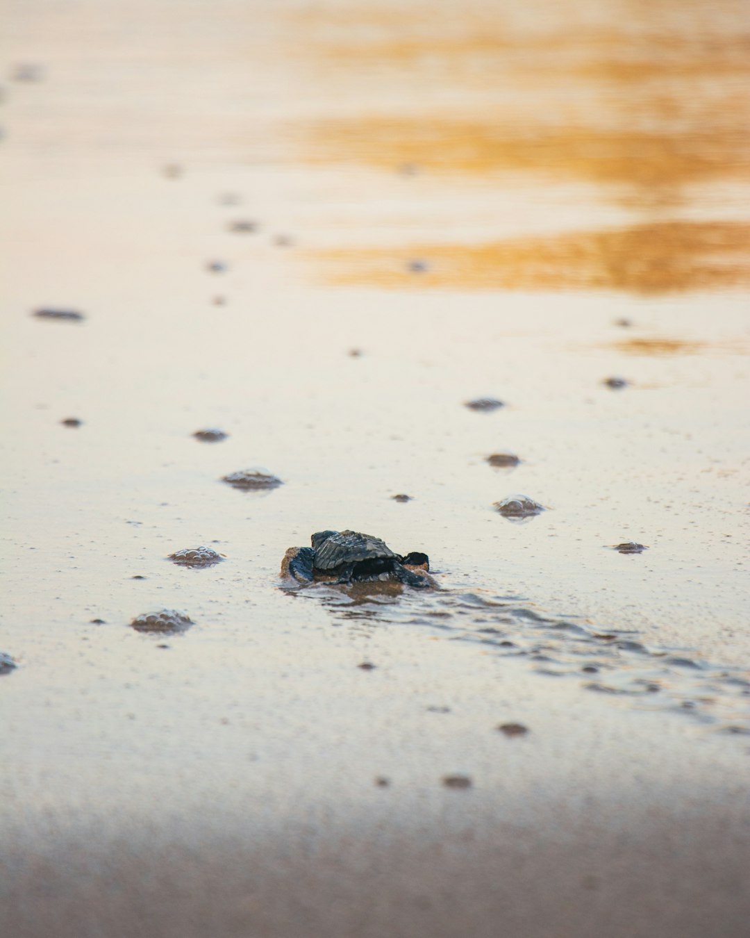 black and brown frog on white sand during daytime