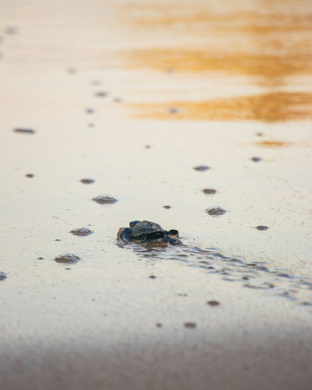 black and brown frog on white sand during daytime