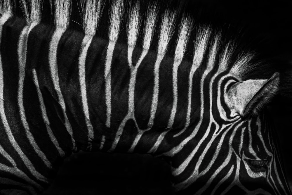 black and white zebra textile
