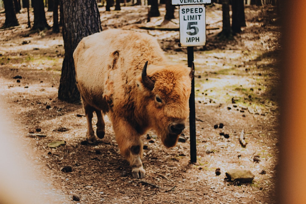 brown yak on brown field during daytime