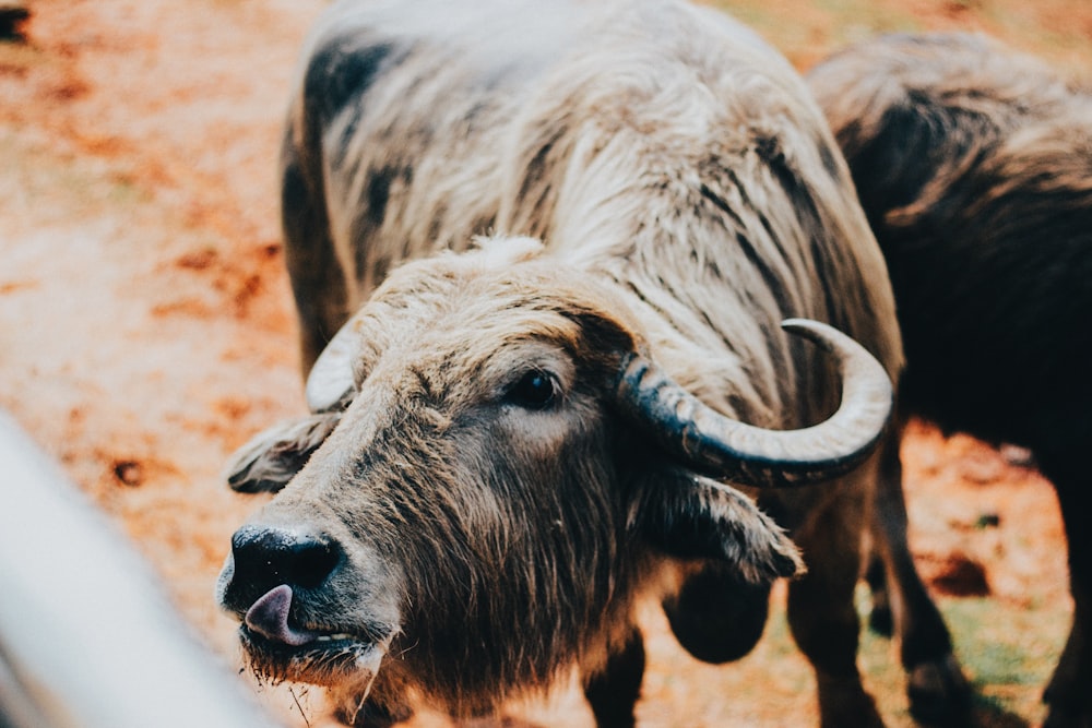 black water buffalo on brown sand during daytime