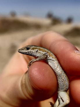 A small lizard is delicately held between two fingers, highlighting its intricate scales and slender body. The lizard's eye is visible, and its light brown and beige color pattern gives it a camouflaged appearance. The background is blurred, suggesting an outdoor setting.