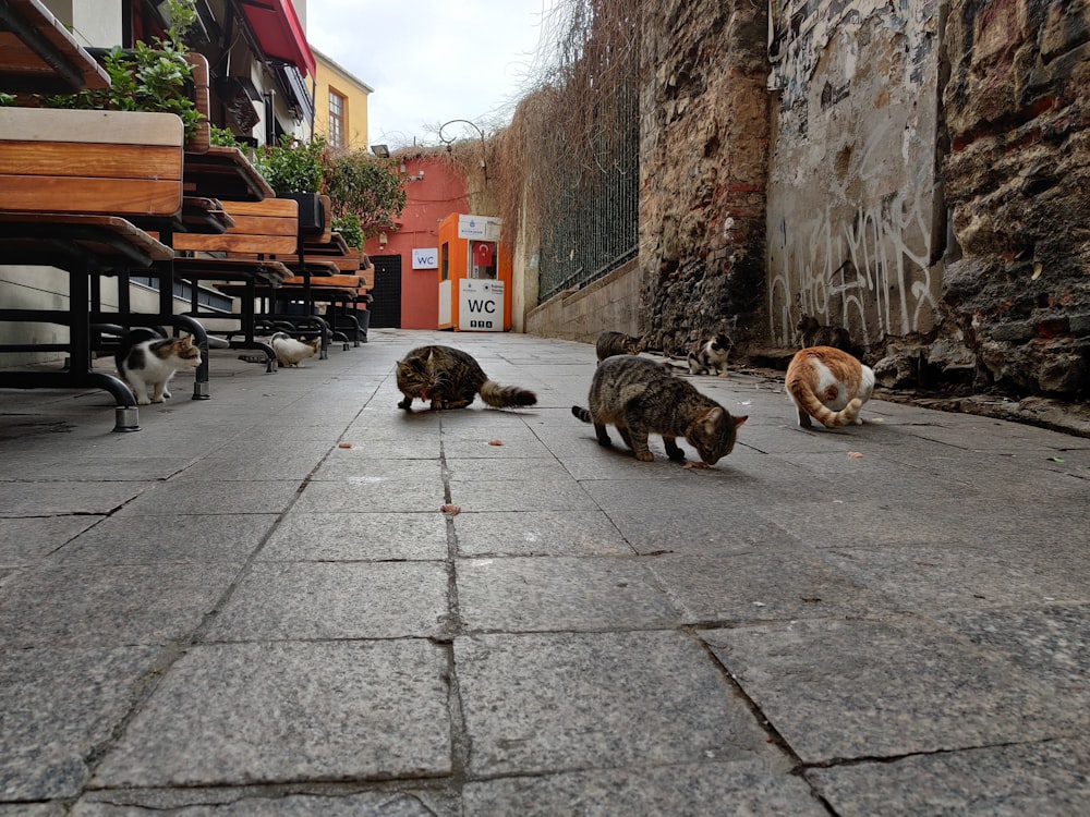 dogs on street during daytime