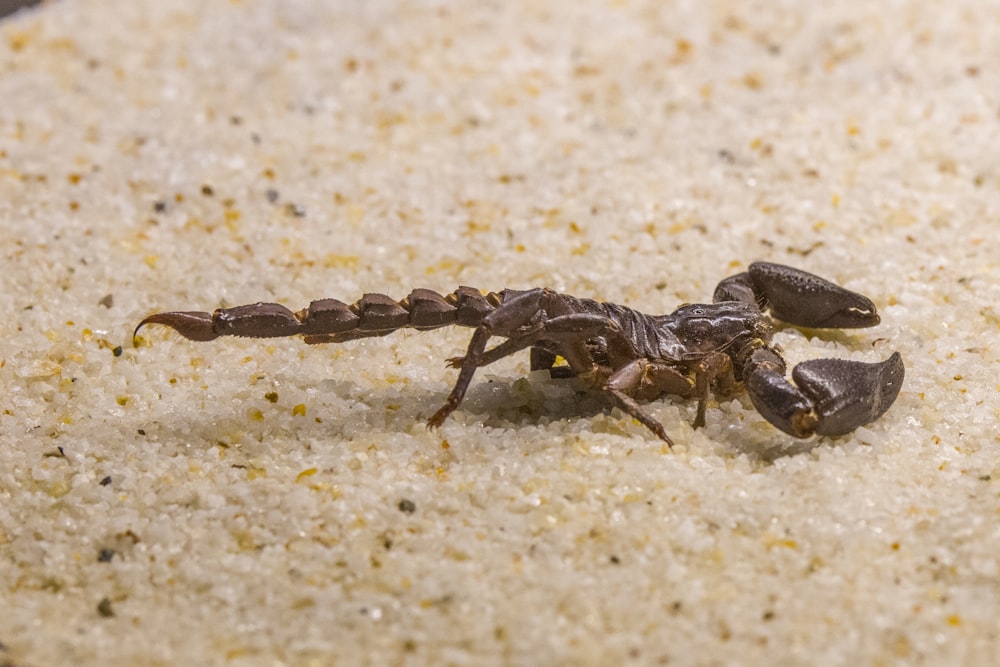 araignée sauteuse noire et brune sur sable blanc