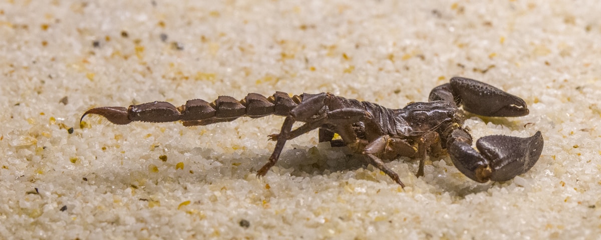 black and brown jumping spider on white sand