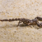 black and brown jumping spider on white sand