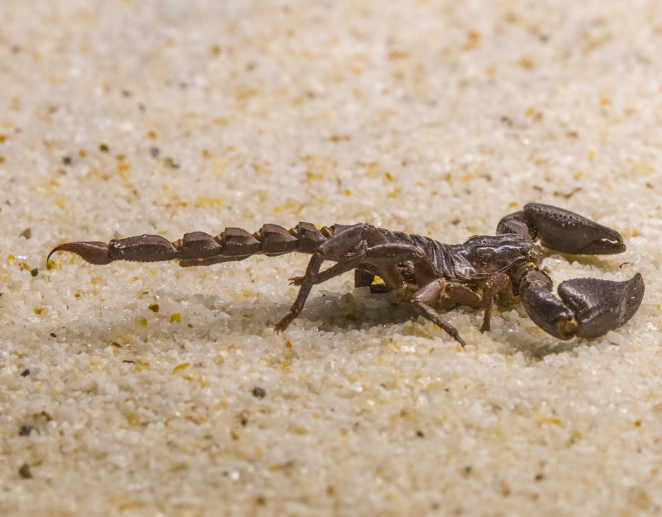 black and brown jumping spider on white sand