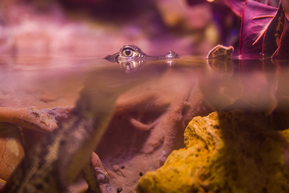 brown frog on body of water