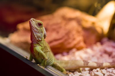 green and brown lizard on brown wooden table