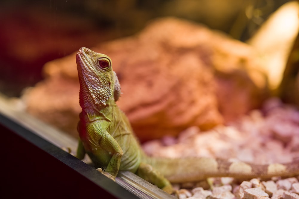 green and brown lizard on brown wooden table