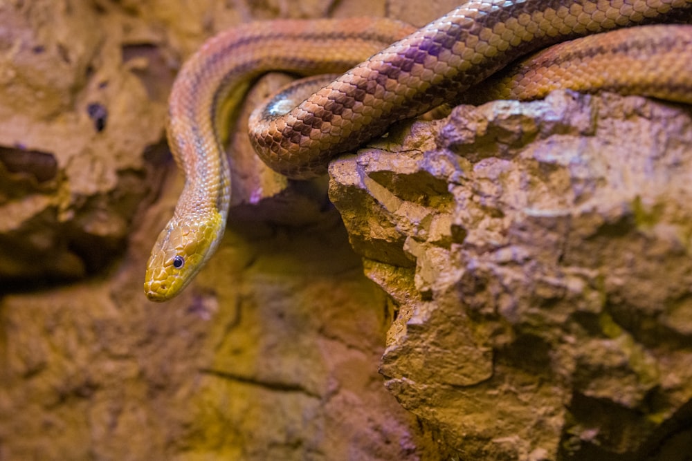 black and brown snake on brown rock