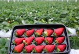 strawberries in black plastic container