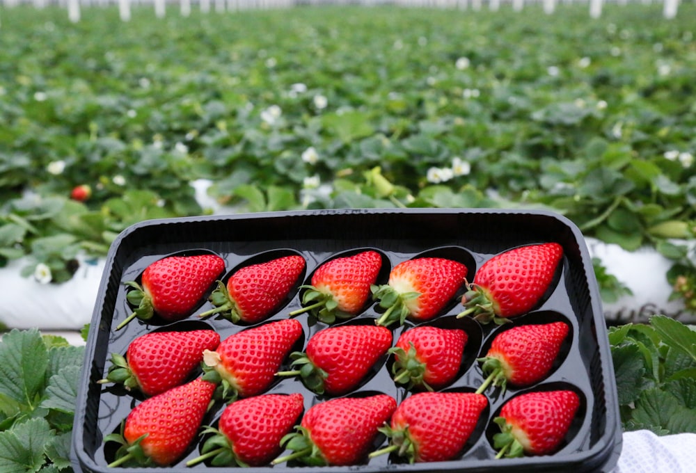 strawberries in black plastic container