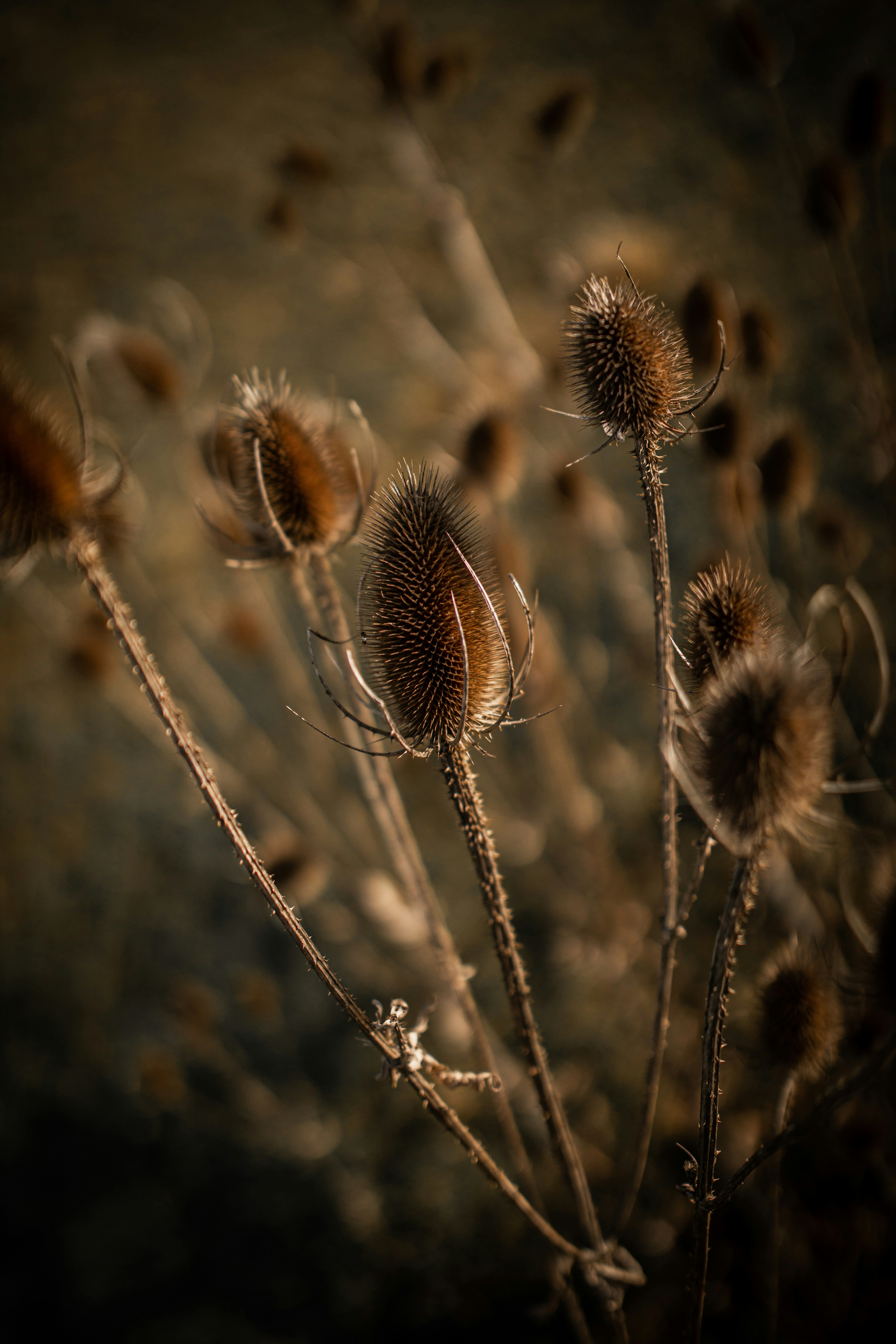 Photo by kajareichardtphotos