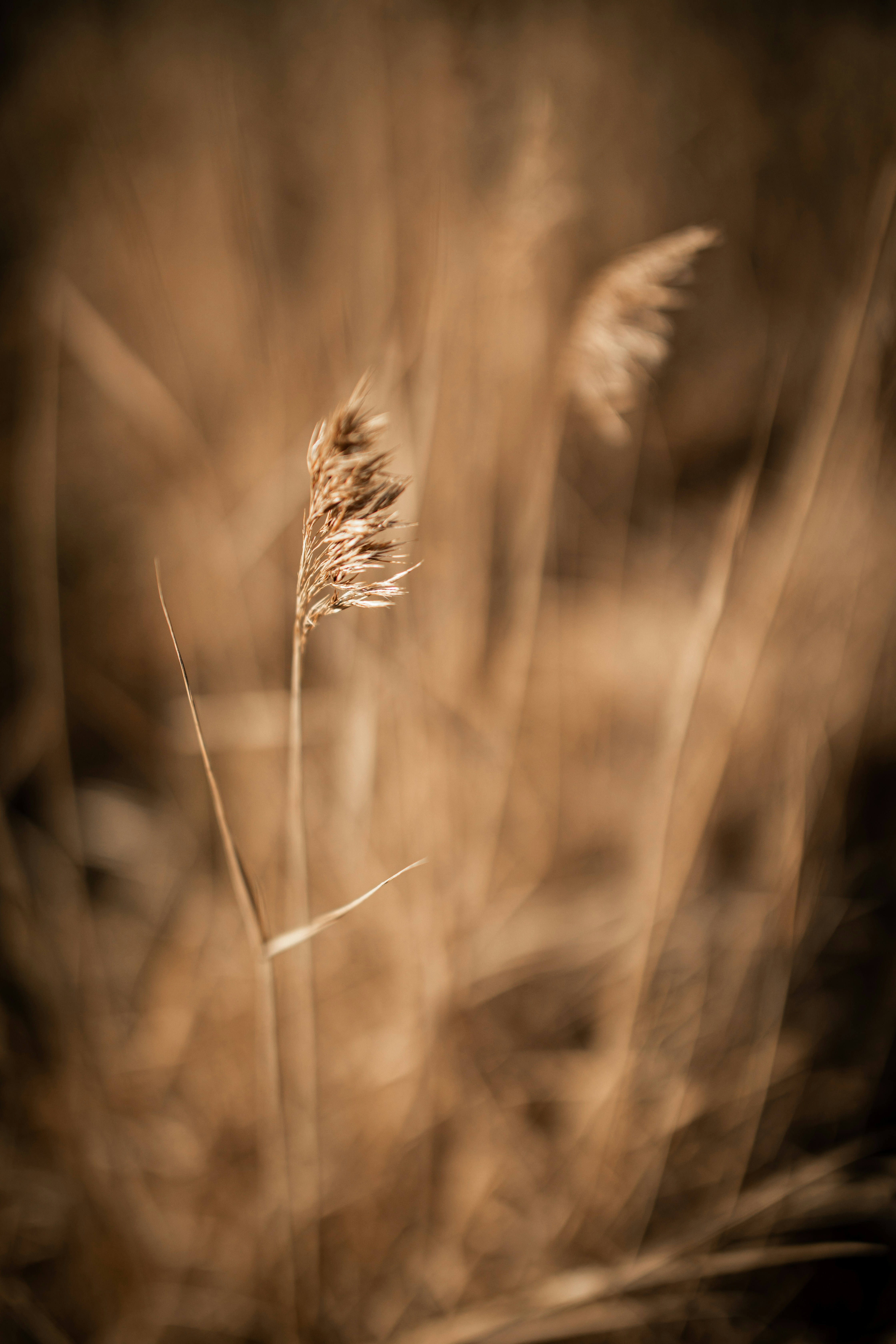 Photo by kajareichardtphotos