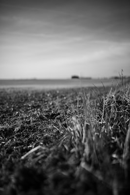 A black and white photograph of a natural landscape, with a focus on grass in the foreground and a blurred background of a field or plains. The sky is expansive and clear, adding depth to the composition.