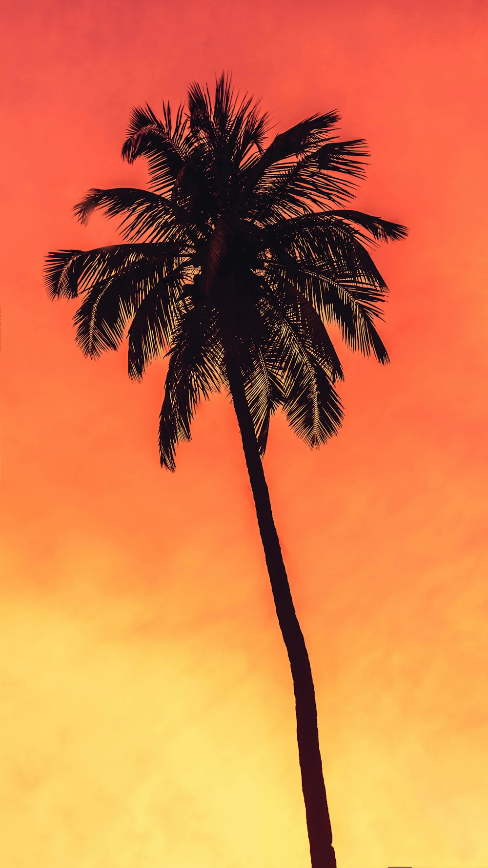 green palm tree under blue sky