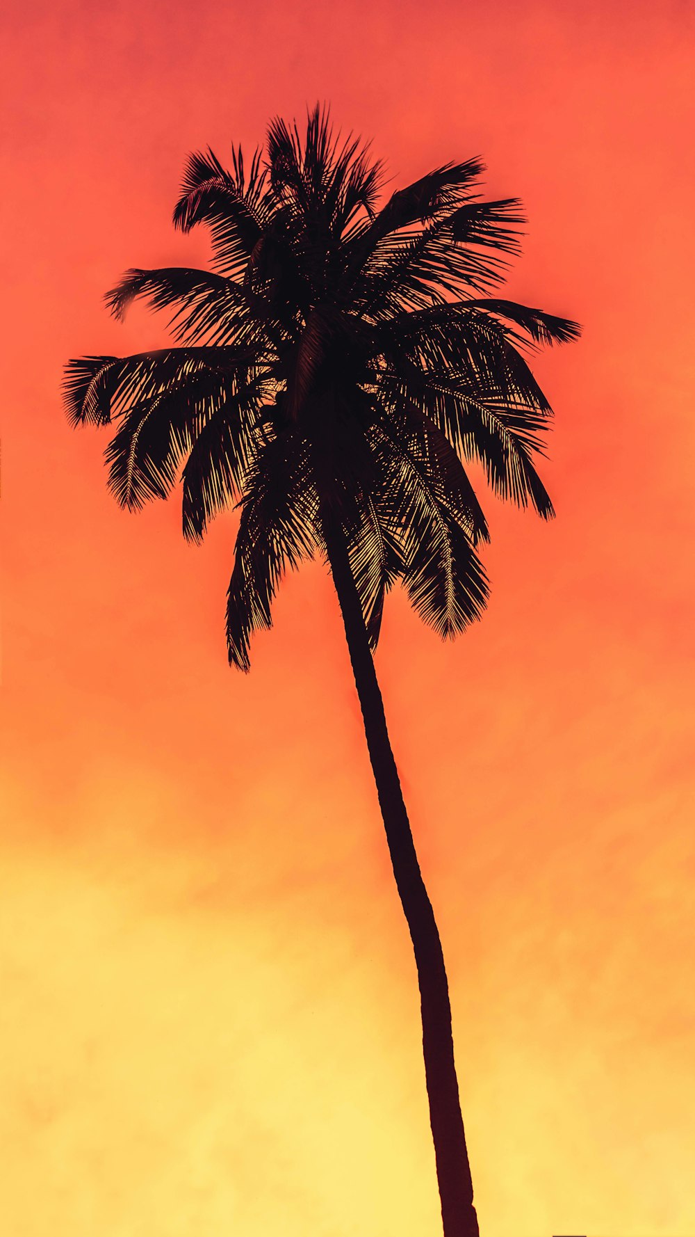 Palmera verde bajo el cielo azul