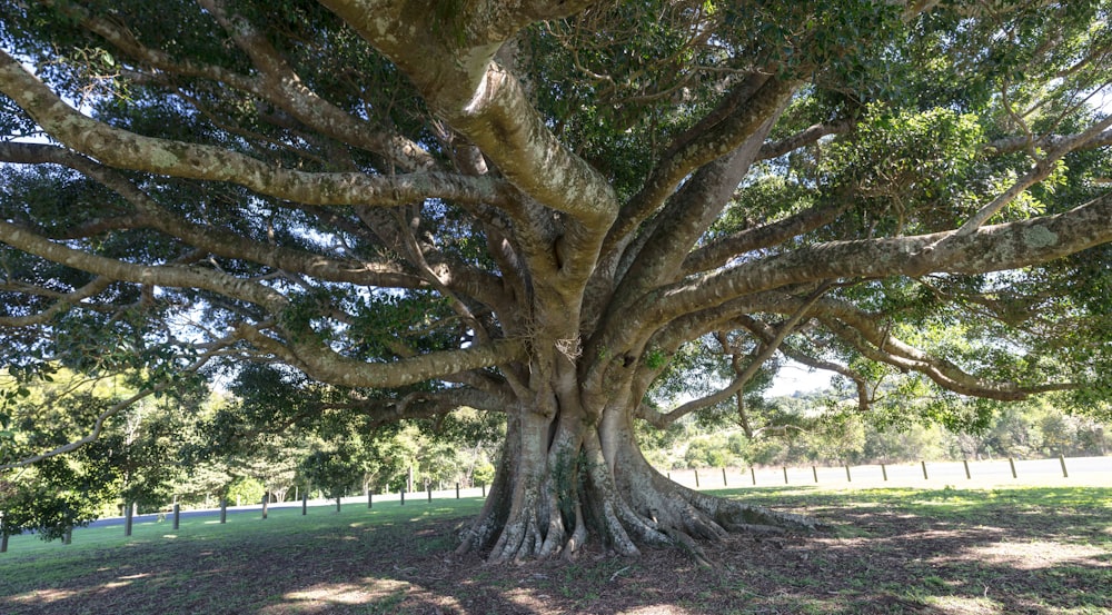 green and brown tree on green grass field