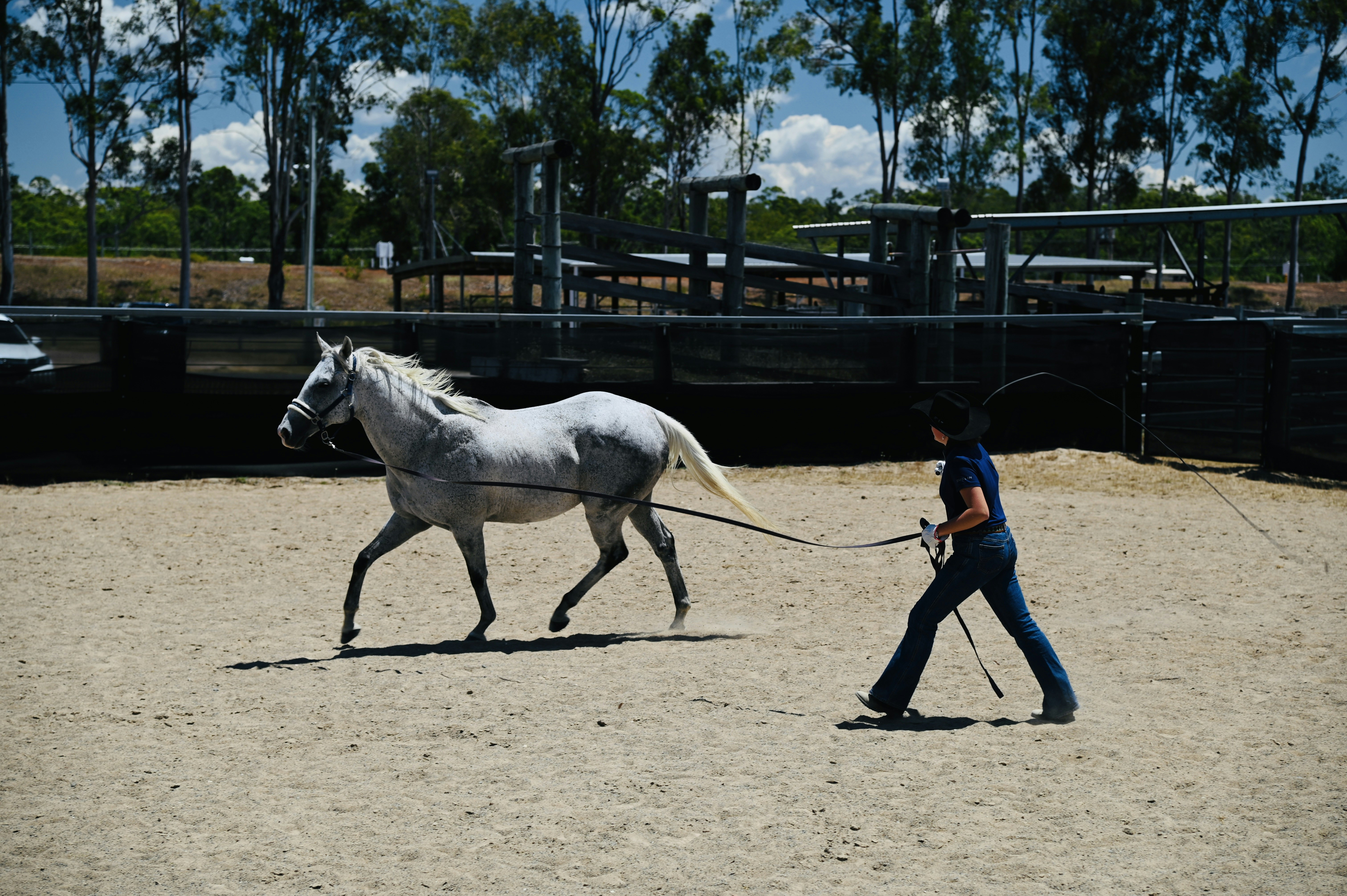 Horse and handler working together in lunging session