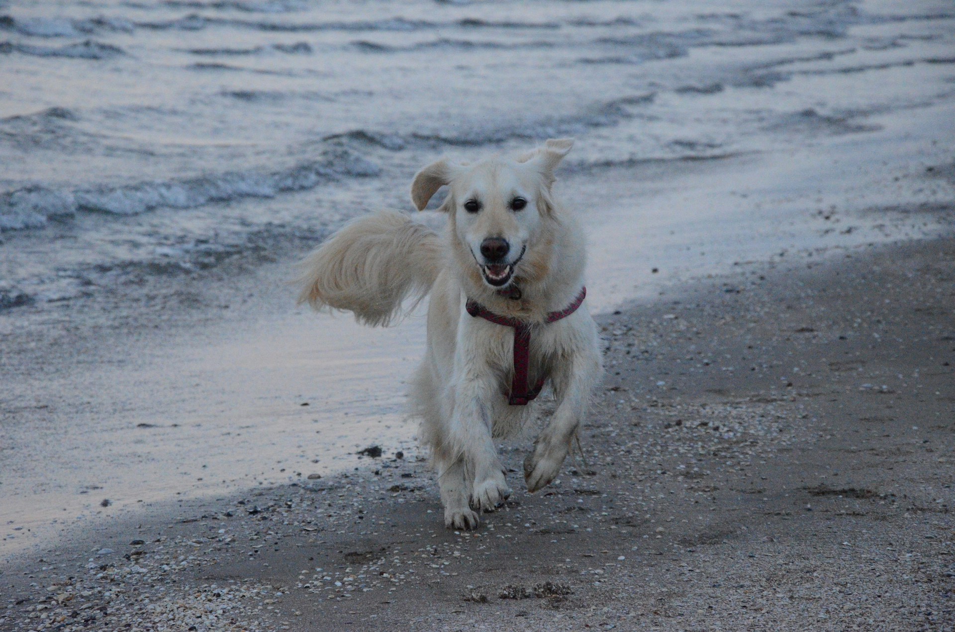 A candid moment of a joyful 10-year-old boy playing with two fluffy Shih Tzus on a sandy beach under a soft golden sunset.