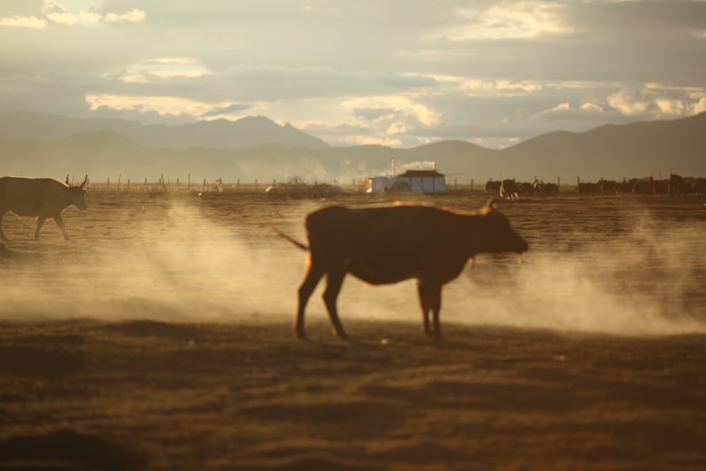 brown cow on brown field during daytime