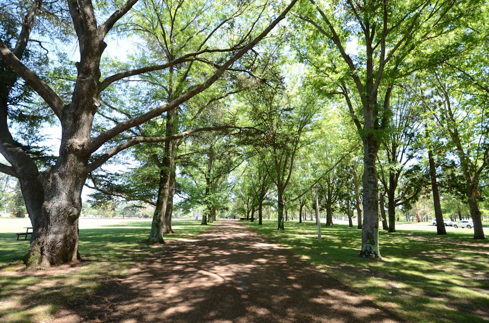 green trees on green grass field during daytime