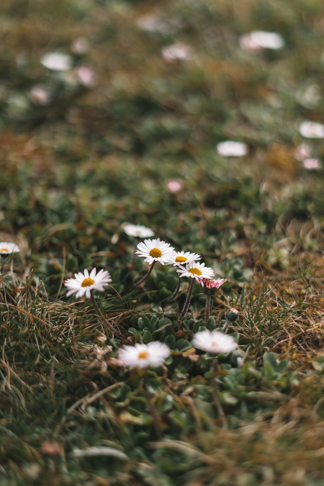 white and purple flowers on green grass