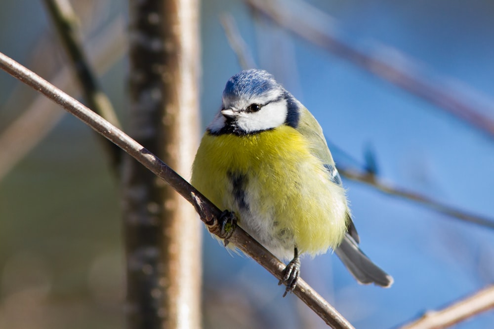 yellow white and blue bird on brown tree branch