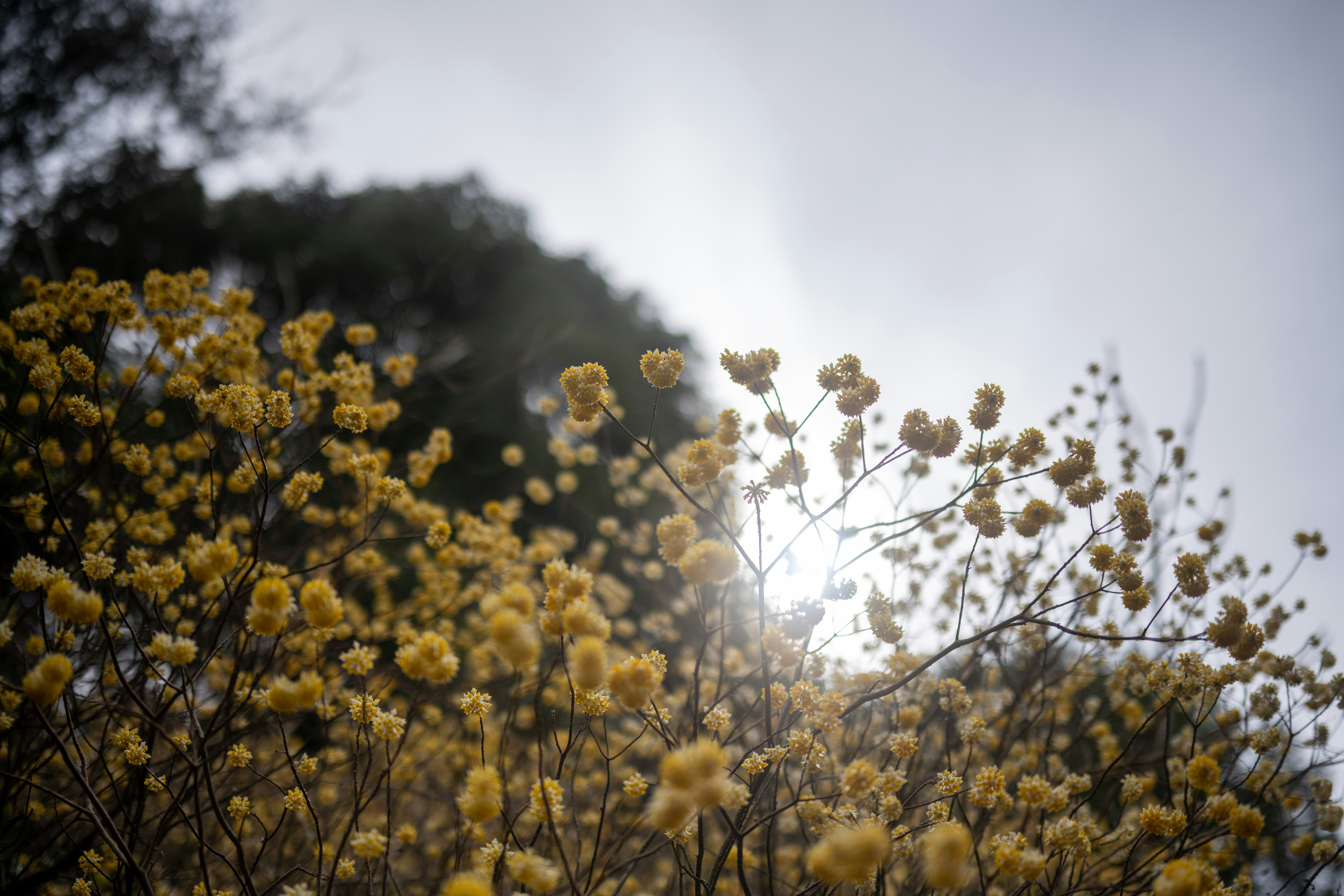 Photo by pafuxu