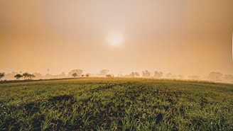 A sunrise over lush green fields at Dantzler Farms showcasing vibrant biodiversity.
