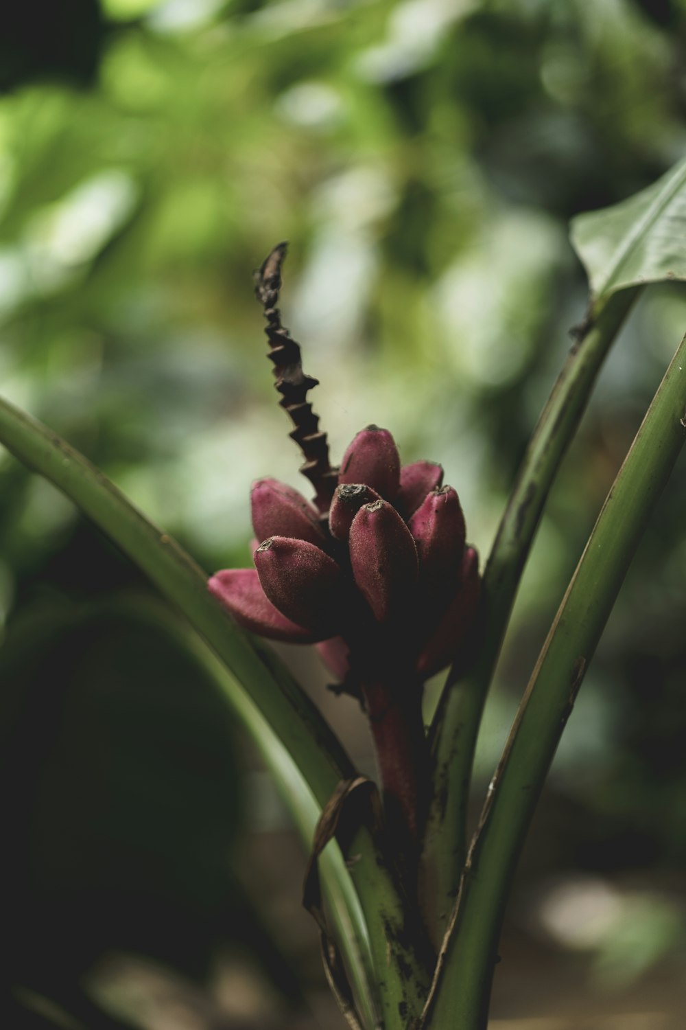 purple flower in tilt shift lens