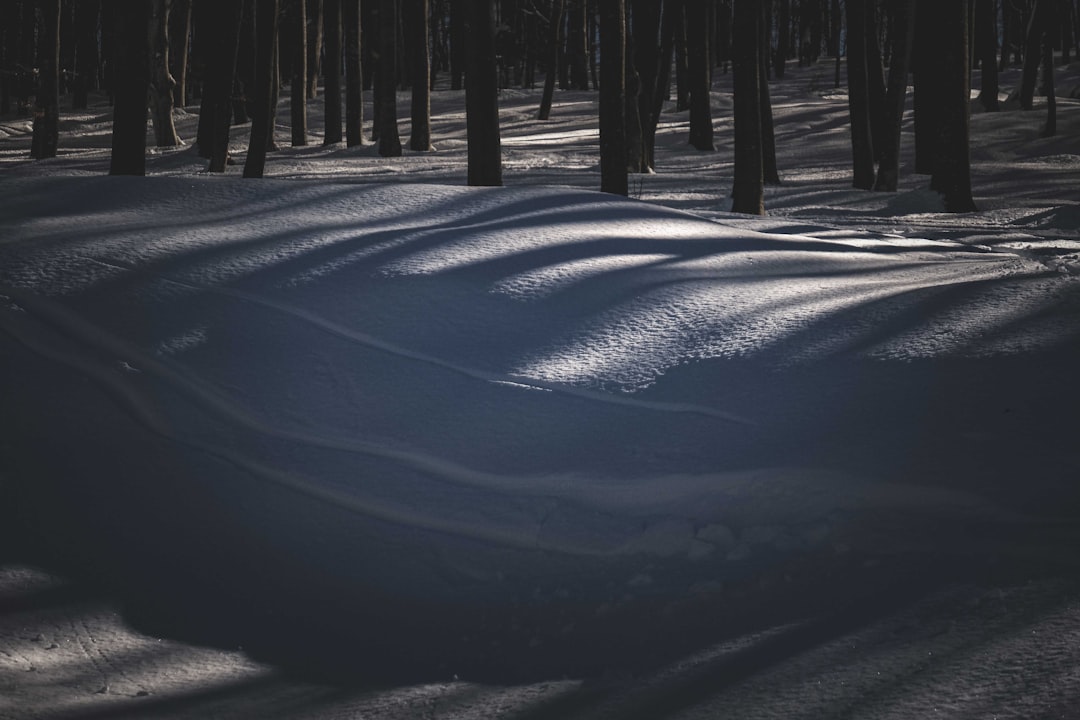 snow covered field and trees during daytime