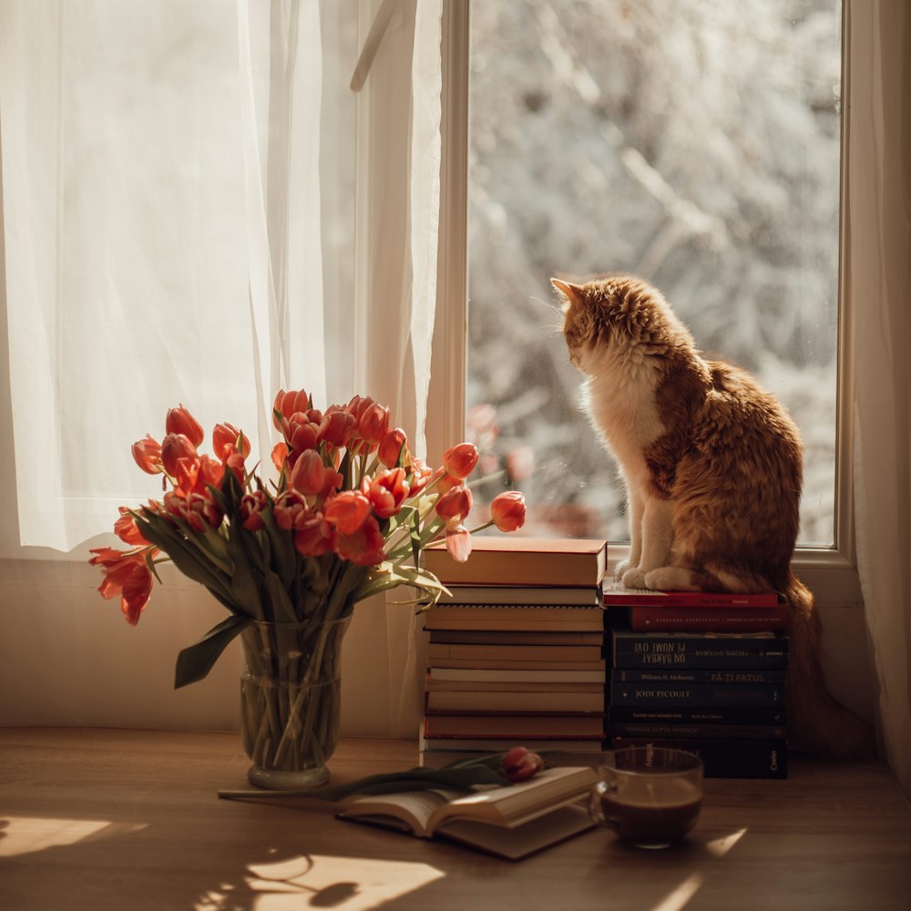 orange tabby cat on black book