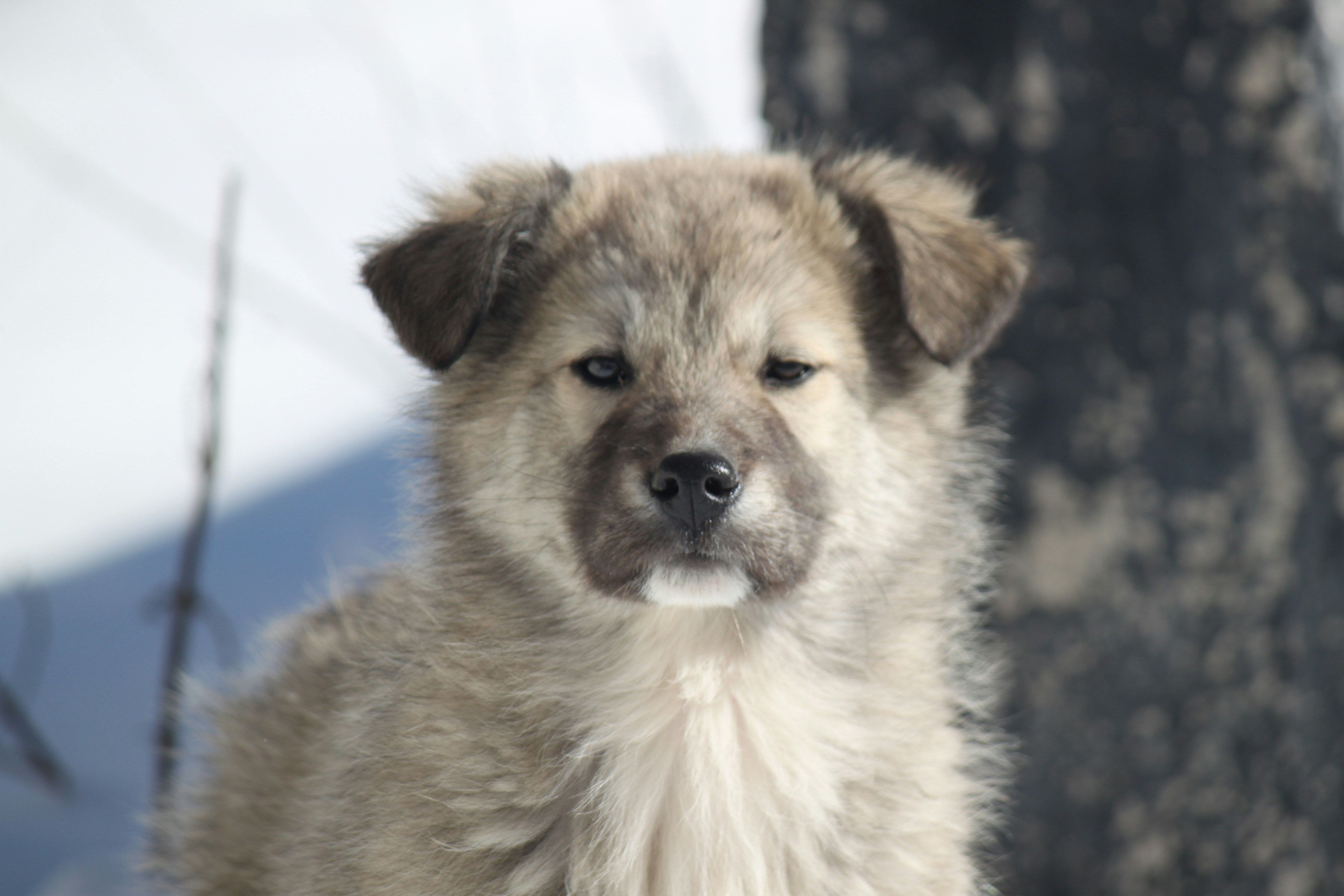 Photo by sesambrotchen