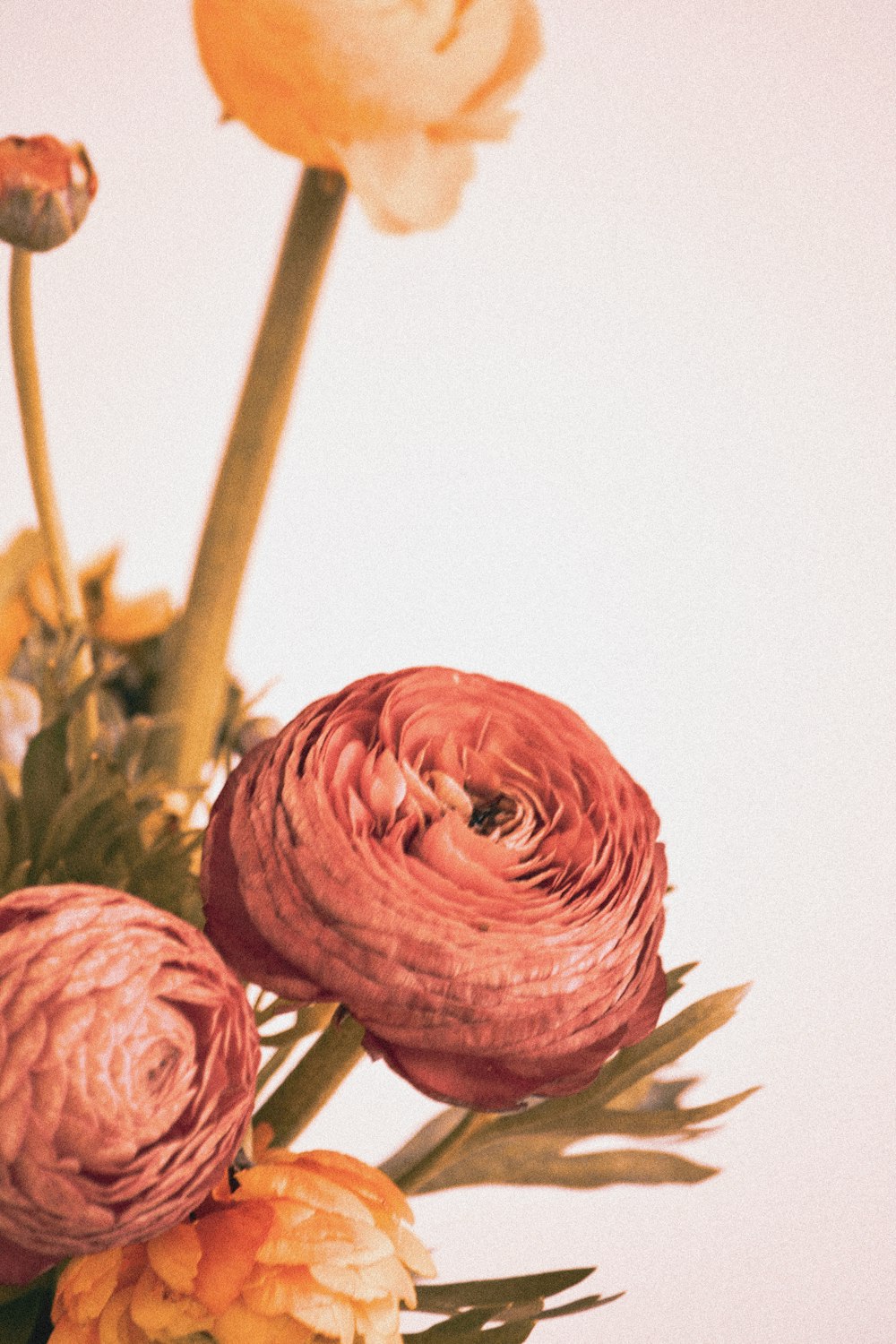 Rosas rosadas en fotografía de primer plano