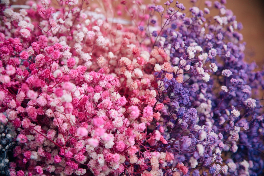 pink and white flower field