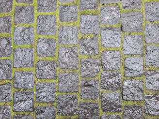 Close-up of a dark, mossy driveway before pressure washing.