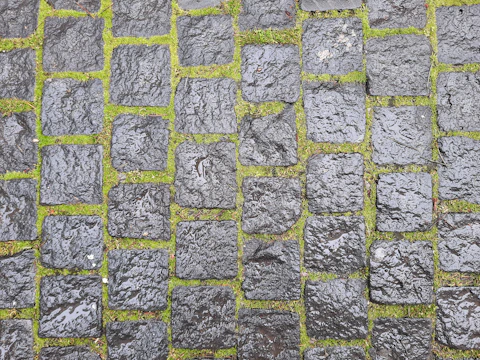 Close-up of a dark, mossy driveway before pressure washing.