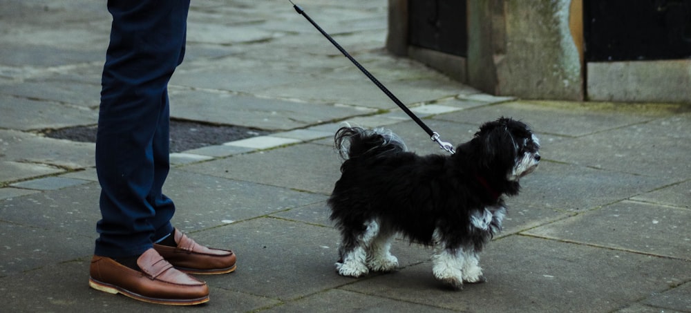 schwarz-weißer langer Mantel kleiner Hund