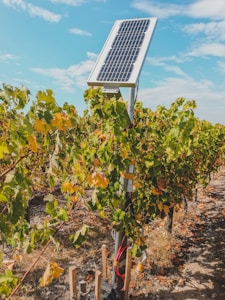 A solar panel is mounted on a post amidst a vineyard with rows of grapevines extending into the distance. The lush green and yellow leaves of the grapevines are vibrant under the clear blue sky with scattered clouds.