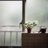 Two potted plants sit on a tiled ledge in front of a frosted glass window. The left plant appears healthy with vibrant green leaves, while the right plant shows signs of withering. The background features a metal railing visible through the blurred glass.