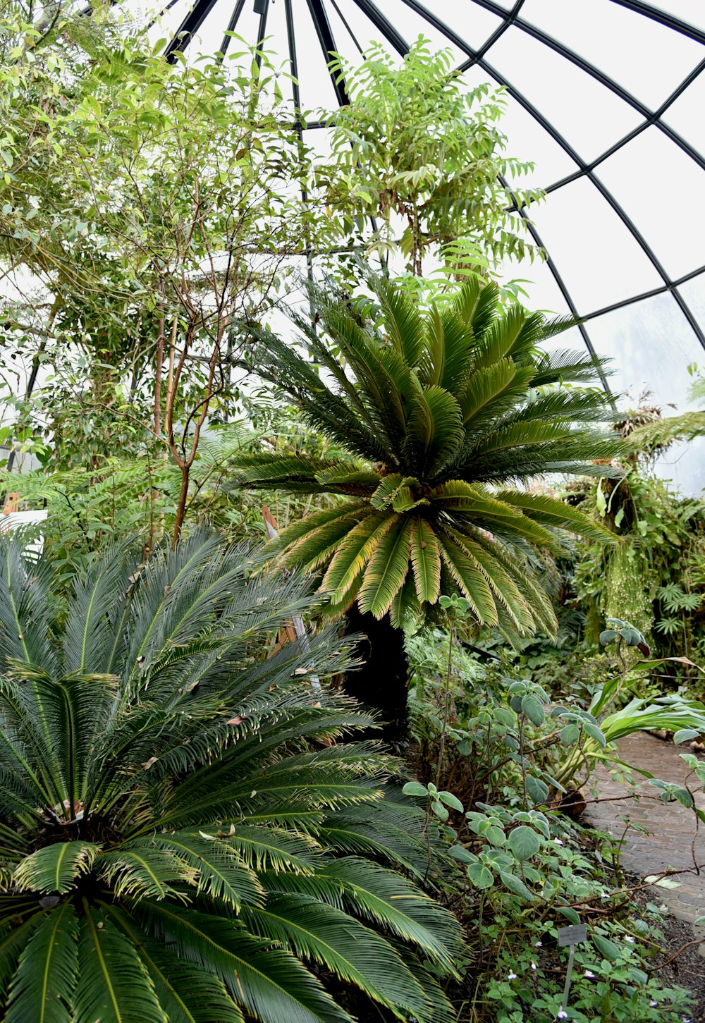 green palm tree during daytime