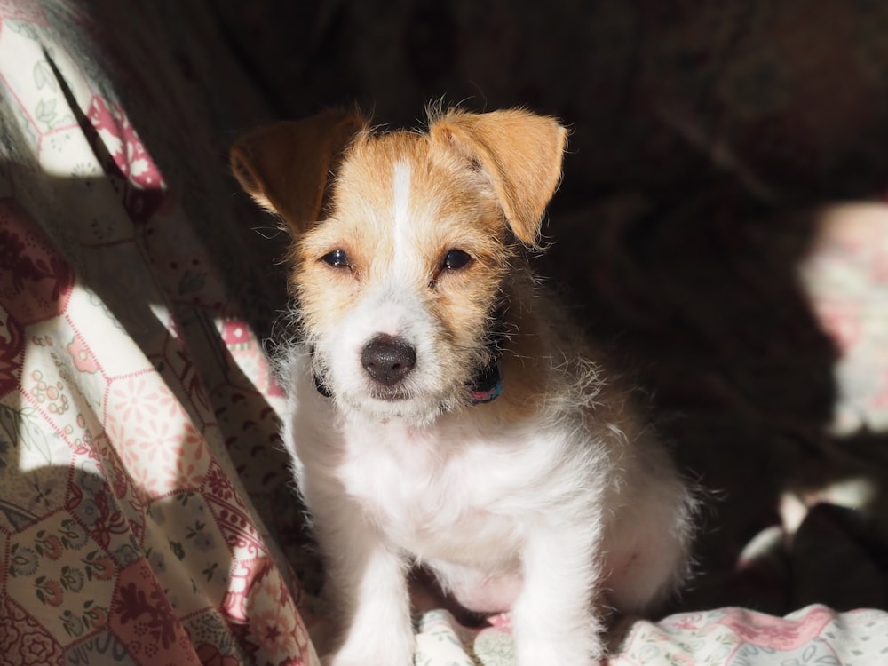 white and brown short coated dog on brown and white textile